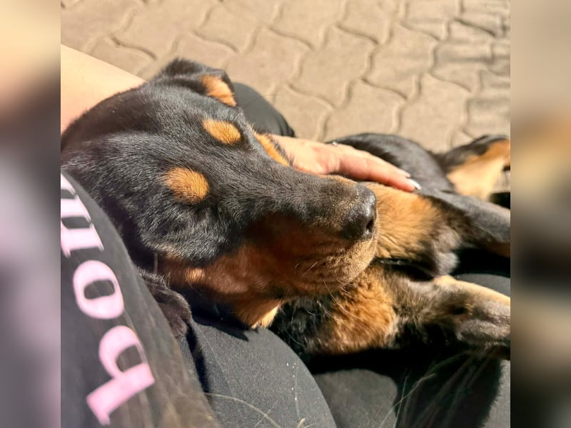 LOTTI – aktive Hündin sucht verständnisvolle Menschen