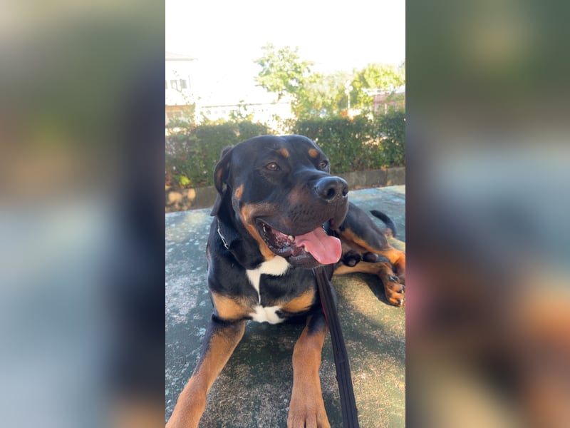 Großer, junger Mischlingsrüde (22 Monate) sucht liebevolles Zuhause 