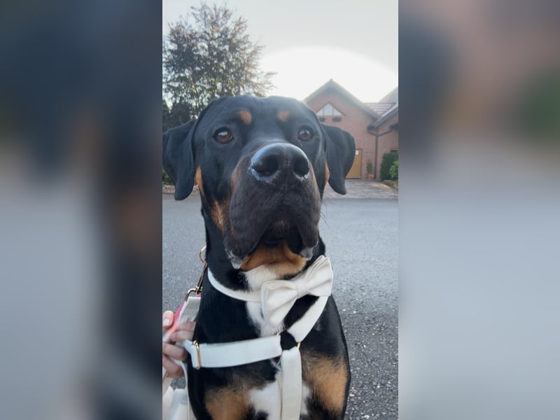 Großer, junger Mischlingsrüde (22 Monate) sucht liebevolles Zuhause 