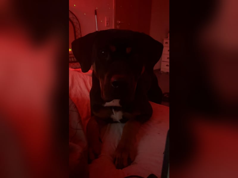 Großer, junger Mischlingsrüde (22 Monate) sucht liebevolles Zuhause 