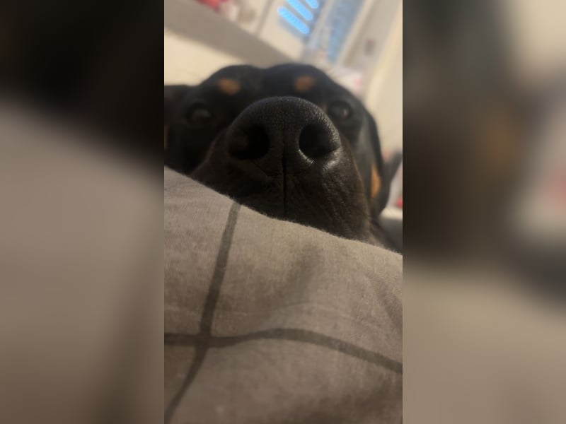 Großer, junger Mischlingsrüde (22 Monate) sucht liebevolles Zuhause 