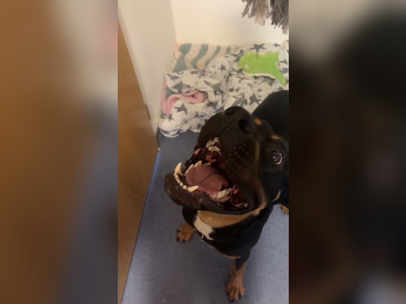 Großer, junger Mischlingsrüde (22 Monate) sucht liebevolles Zuhause 