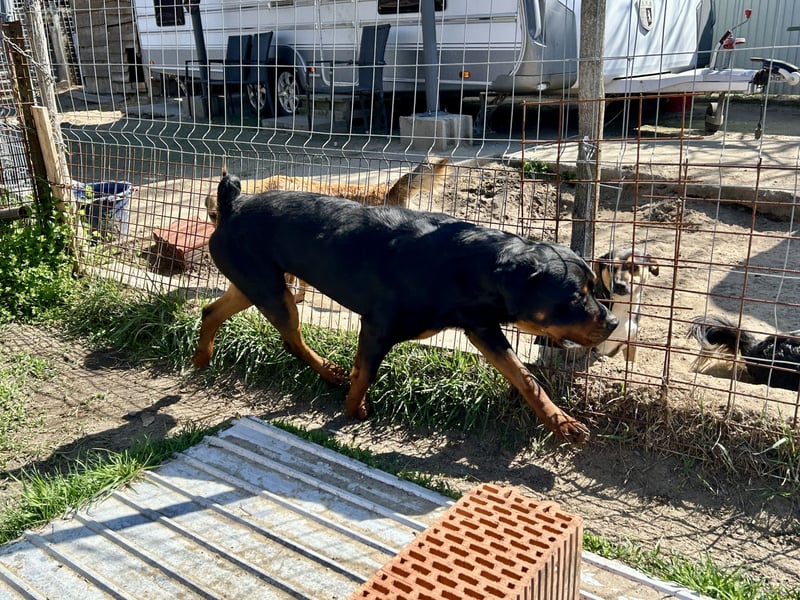 Tyson – Schmusebär im falschen Körper