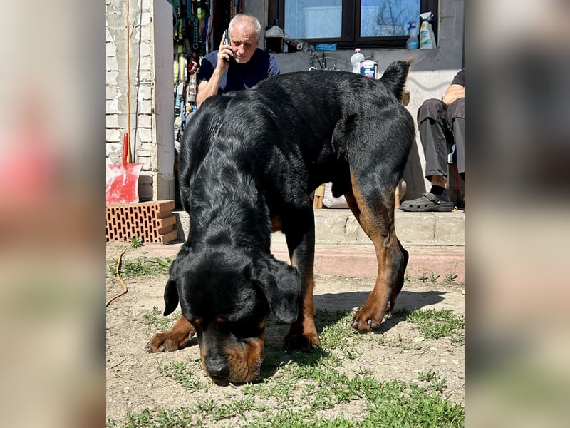 Tyson – Schmusebär im falschen Körper