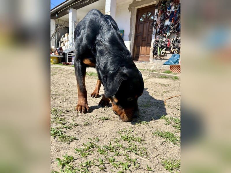 Tyson – Schmusebär im falschen Körper