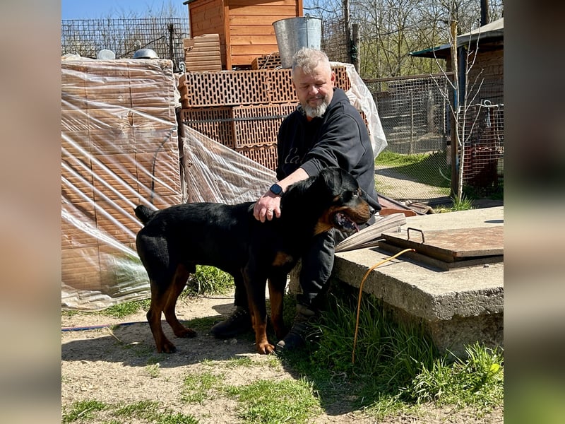 Tyson – Schmusebär im falschen Körper