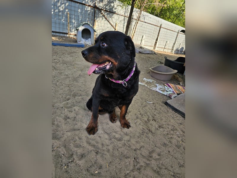 Amando, Rottweiler Rüde sucht eine Familie