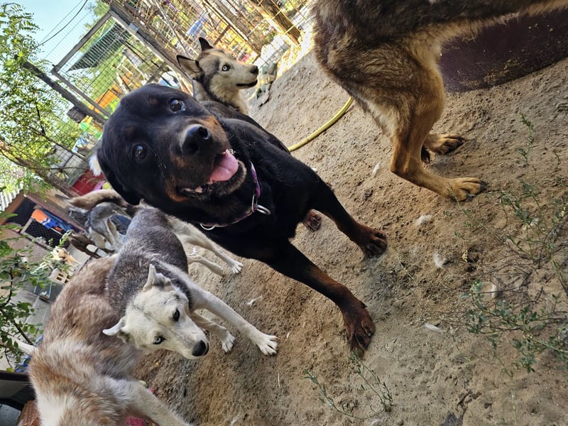 Amando, Rottweiler Rüde sucht eine Familie