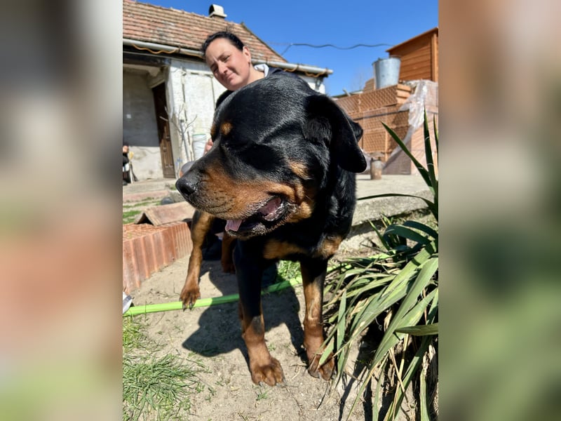 Tyson – Schmusebär im falschen Körper