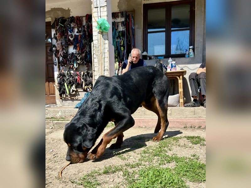 Tyson – Schmusebär im falschen Körper