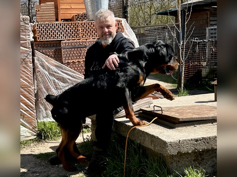 Tyson – Schmusebär im falschen Körper