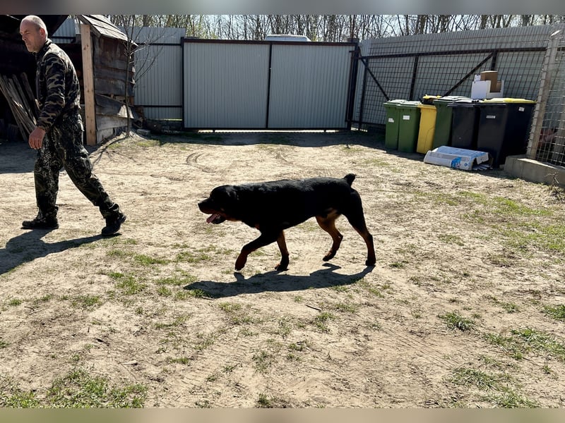 Tyson – Schmusebär im falschen Körper