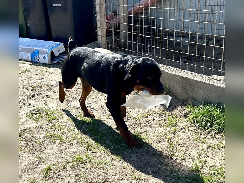 Tyson – Schmusebär im falschen Körper