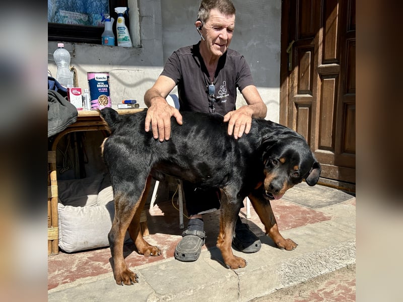 Tyson – Schmusebär im falschen Körper