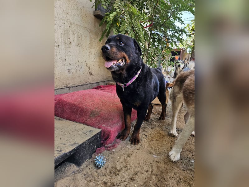 Amando, Rottweiler Rüde sucht eine Familie
