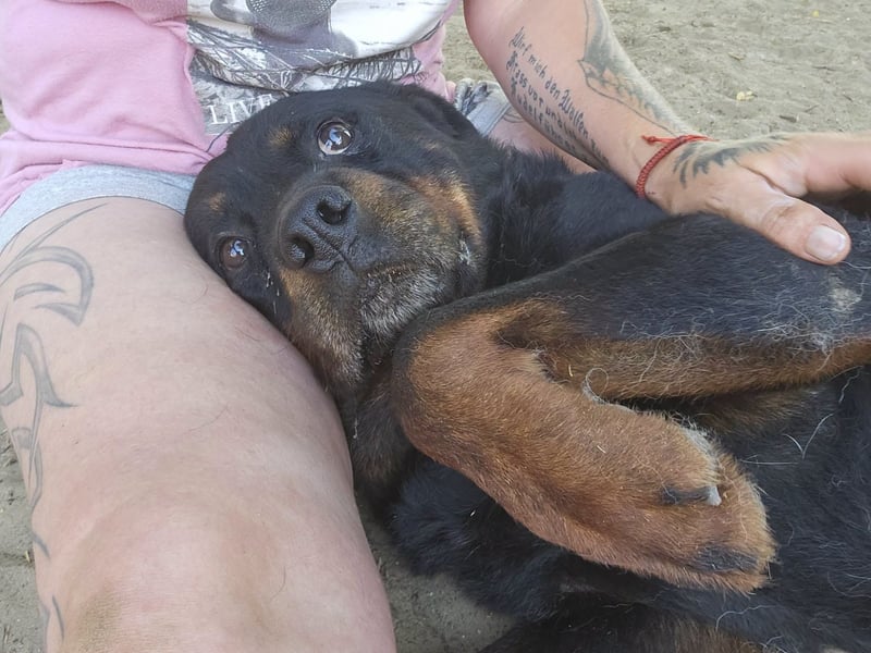 Amando, Rottweiler Rüde sucht eine Familie