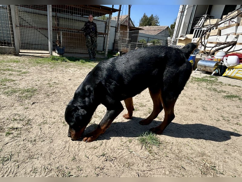 Tyson – Schmusebär im falschen Körper