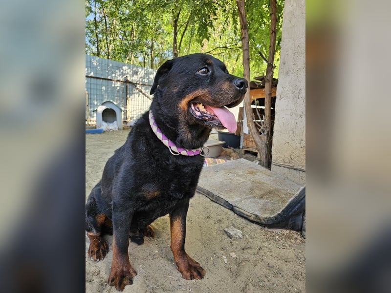 Amando, Rottweiler Rüde sucht eine Familie