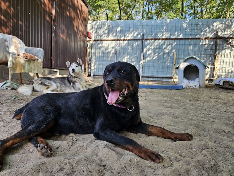 Amando, Rottweiler Rüde sucht eine Familie