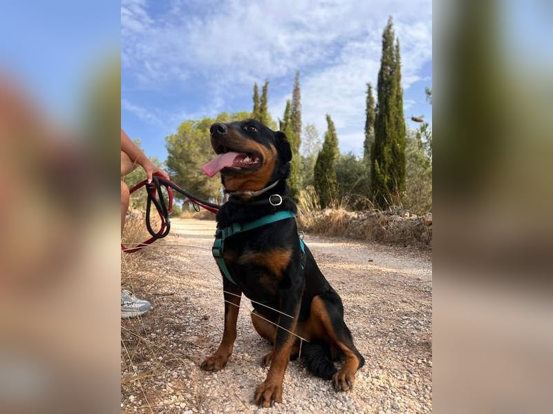 Tapfere NENA-liebevoll, sanft, zutraulich, verschmust sucht endlich Geborgenheit