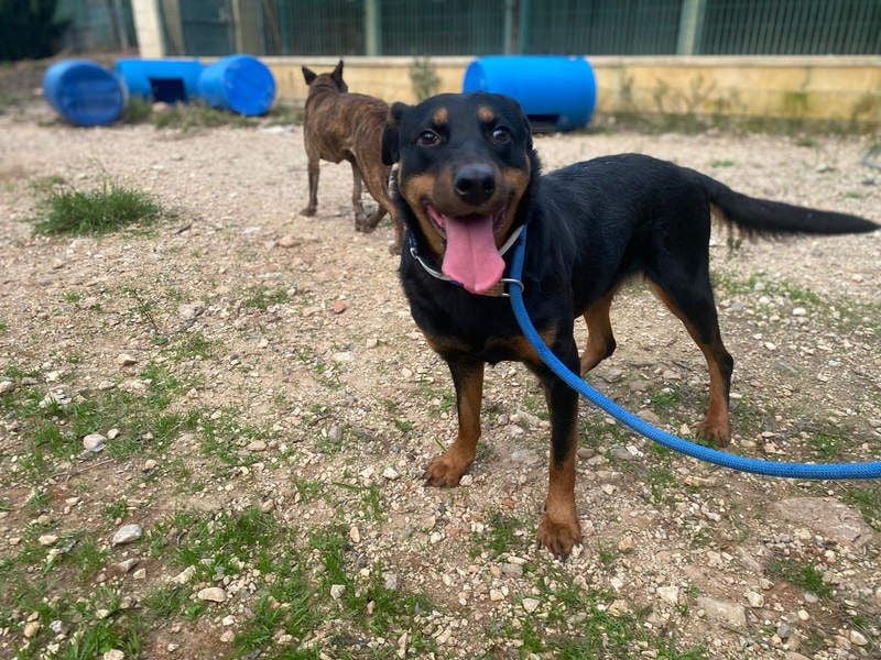 Tapfere NENA-liebevoll, sanft, zutraulich, verschmust sucht endlich Geborgenheit