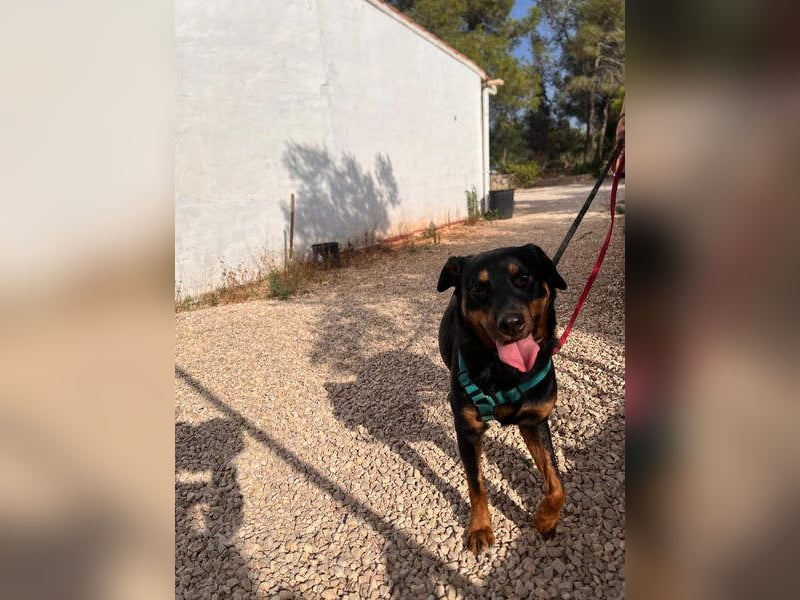 Tapfere NENA-liebevoll, sanft, zutraulich, verschmust sucht endlich Geborgenheit