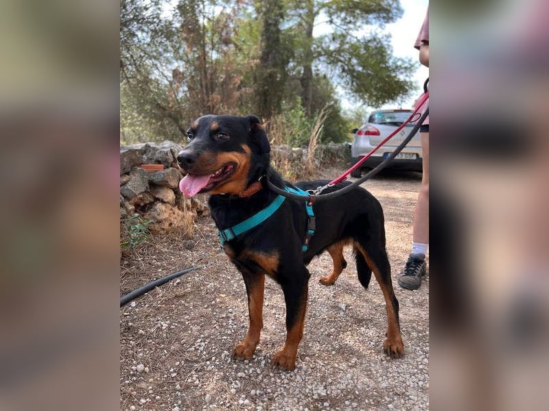 Tapfere NENA-liebevoll, sanft, zutraulich, verschmust sucht endlich Geborgenheit