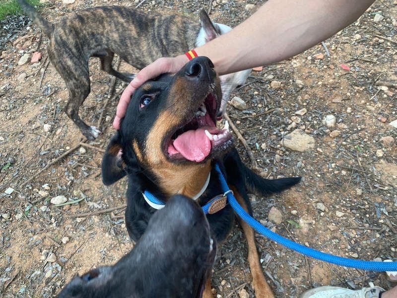 Tapfere NENA-liebevoll, sanft, zutraulich, verschmust sucht endlich Geborgenheit