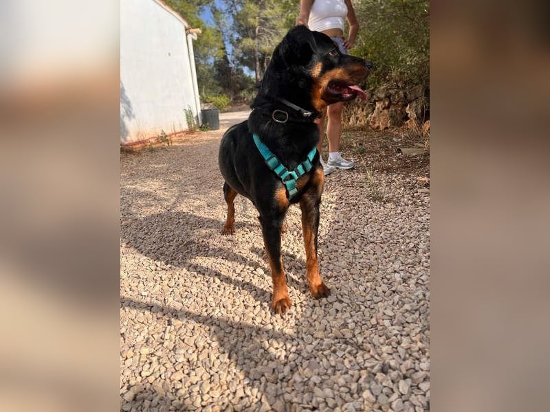 Tapfere NENA-liebevoll, sanft, zutraulich, verschmust sucht endlich Geborgenheit