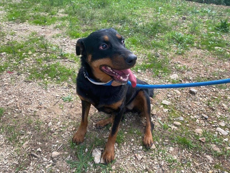 Tapfere NENA-liebevoll, sanft, zutraulich, verschmust sucht endlich Geborgenheit