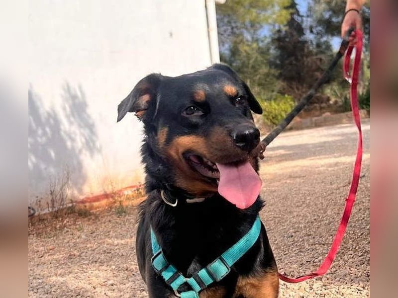 Tapfere NENA-liebevoll, sanft, zutraulich, verschmust sucht endlich Geborgenheit