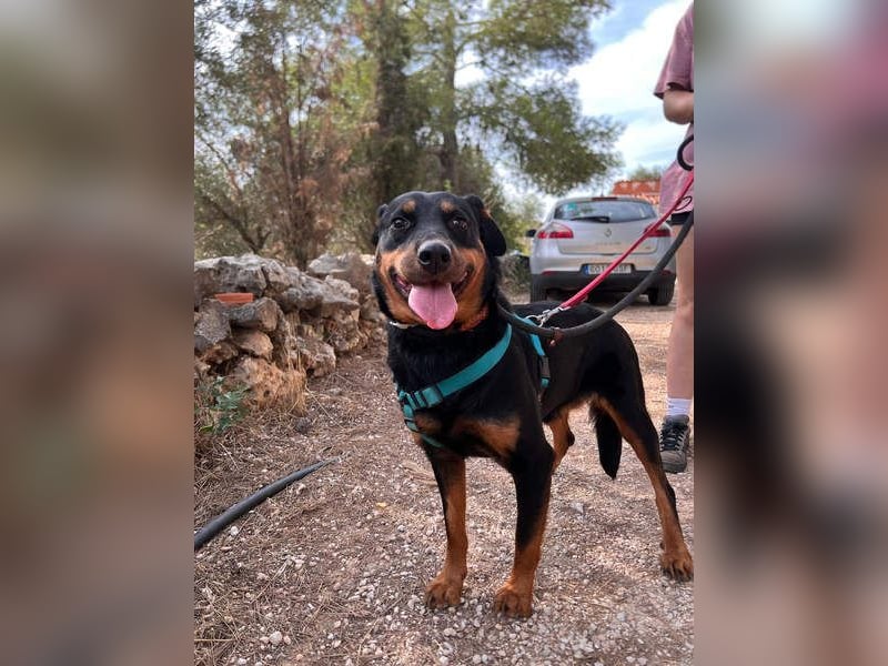 Tapfere NENA-liebevoll, sanft, zutraulich, verschmust sucht endlich Geborgenheit