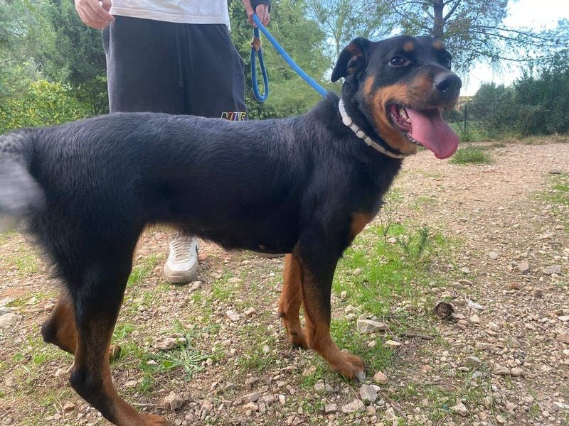 Tapfere NENA-liebevoll, sanft, zutraulich, verschmust sucht endlich Geborgenheit