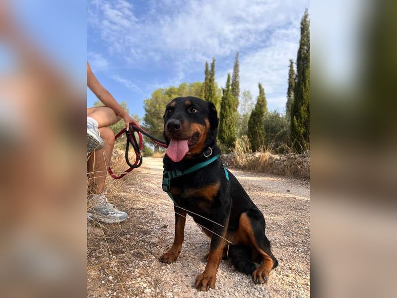 Tapfere NENA-liebevoll, sanft, zutraulich, verschmust sucht endlich Geborgenheit