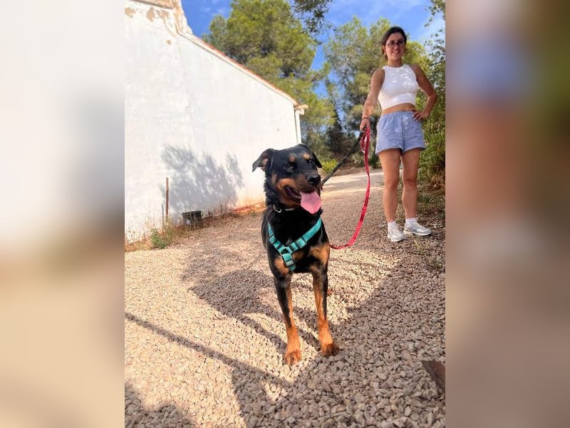 Tapfere NENA-liebevoll, sanft, zutraulich, verschmust sucht endlich Geborgenheit