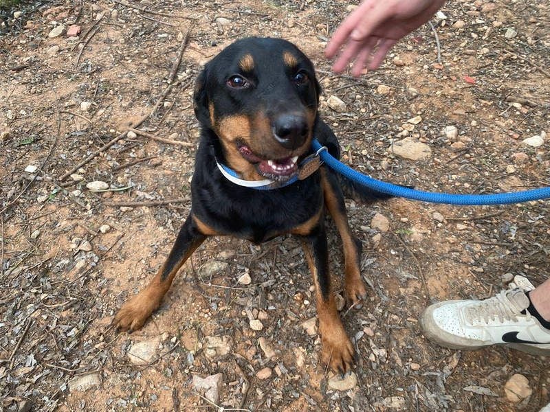 Tapfere NENA-liebevoll, sanft, zutraulich, verschmust sucht endlich Geborgenheit