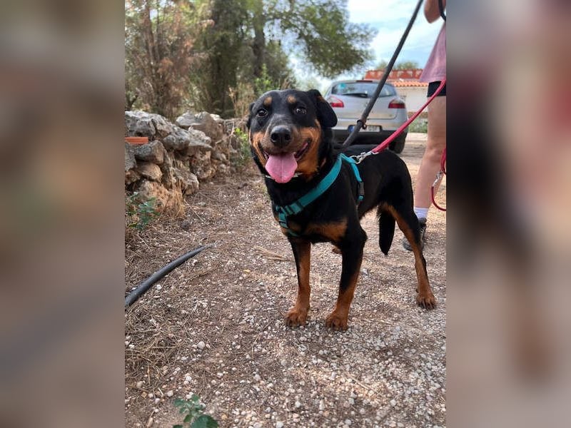 Tapfere NENA-liebevoll, sanft, zutraulich, verschmust sucht endlich Geborgenheit
