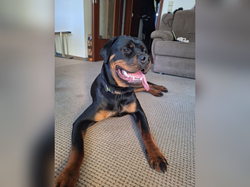 Rottweiler Hündin Maisi sucht ein neues Zuhause
