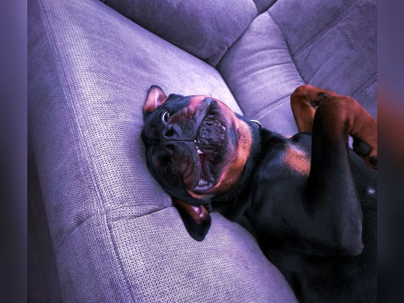 Rottweiler Hündin Maisi sucht ein neues Zuhause