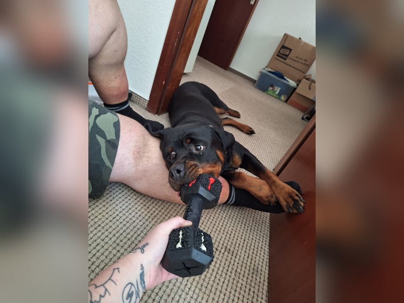 Rottweiler Hündin Maisi sucht ein neues Zuhause