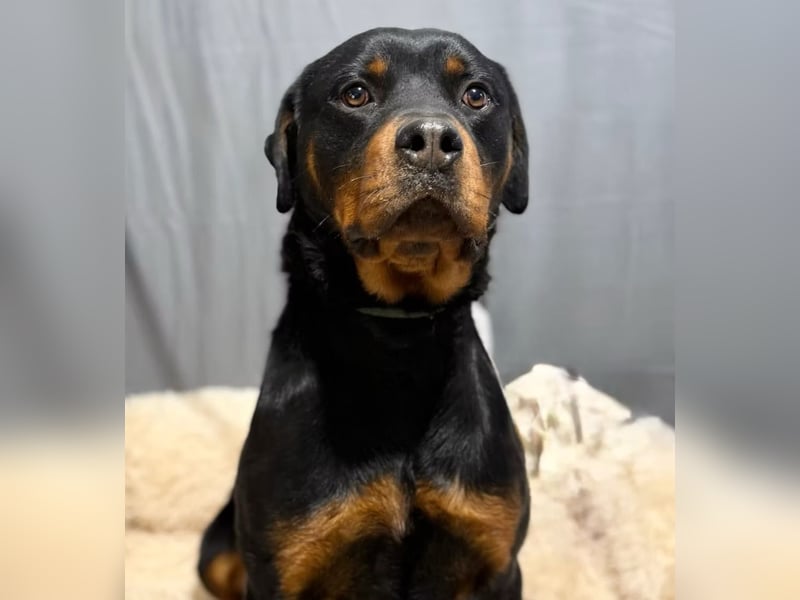 RUSTY (Rotring) -Wunderschöner Rottweiler Bub sucht sein Happy End!