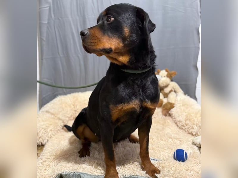 RUSTY (Rotring) -Wunderschöner Rottweiler Bub sucht sein Happy End!