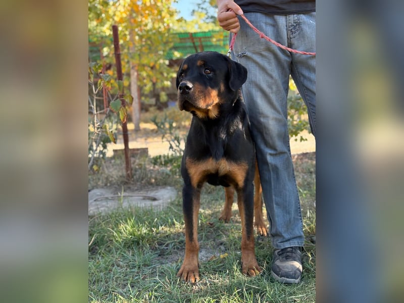 ROCKY - Wunderschöner Rottweiler Bub sucht sein Happy End