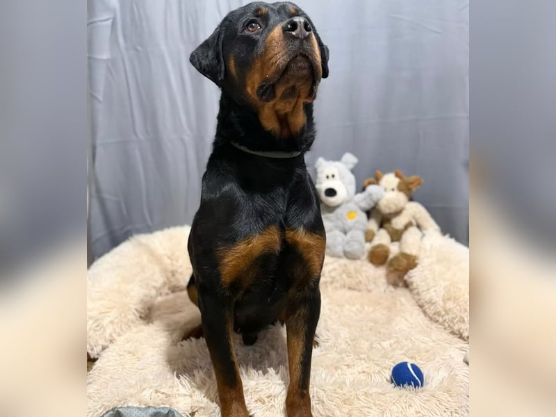 RUSTY (Rotring) -Wunderschöner Rottweiler Bub sucht sein Happy End!