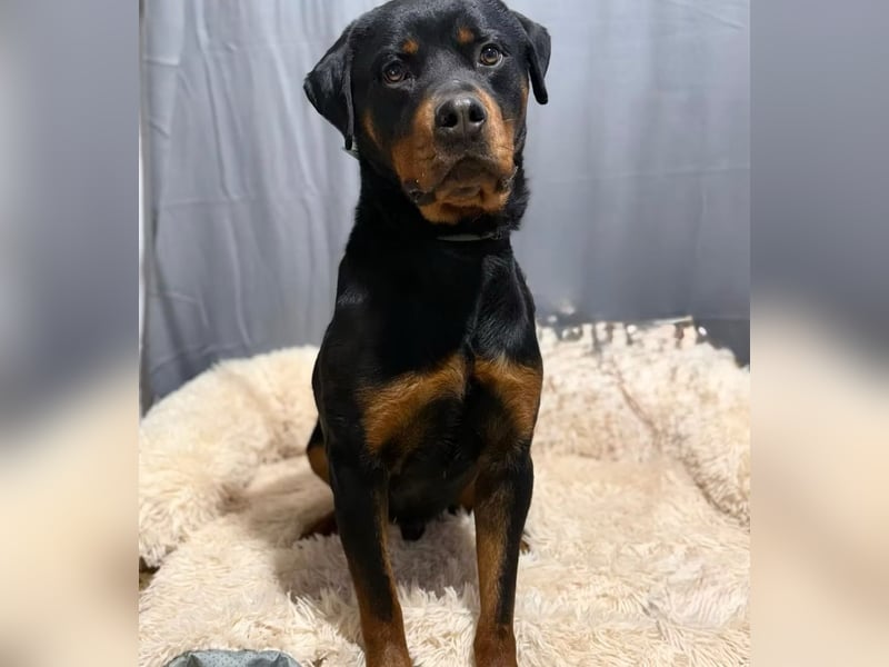 RUSTY (Rotring) -Wunderschöner Rottweiler Bub sucht sein Happy End!