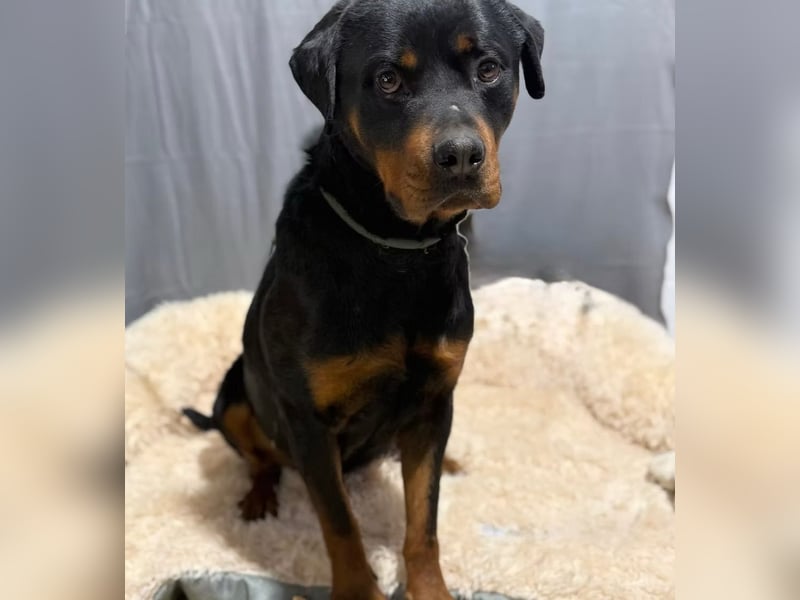 RUSTY (Rotring) -Wunderschöner Rottweiler Bub sucht sein Happy End!