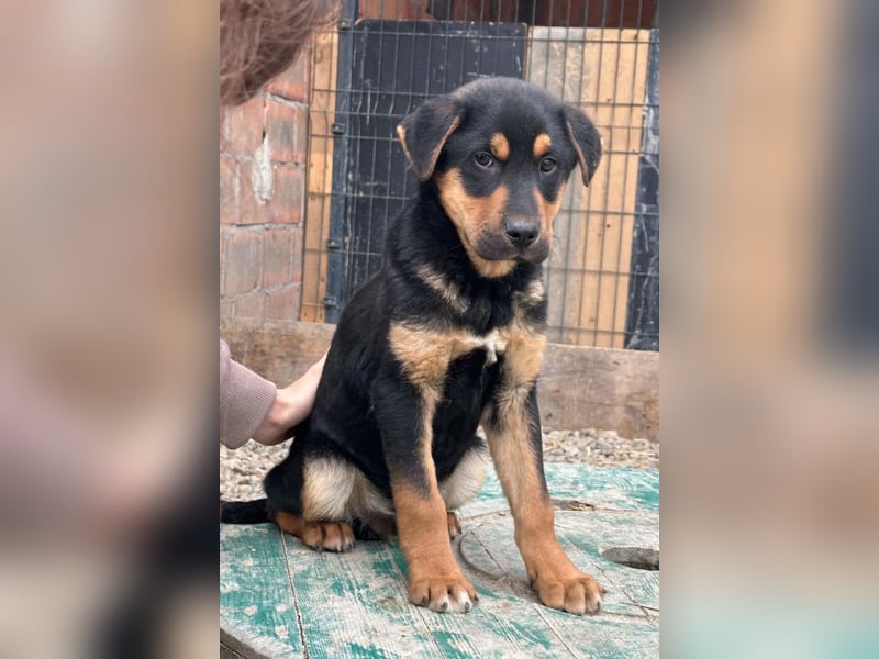 Jumbo ❤️ lieb, sozial & so verschmust!