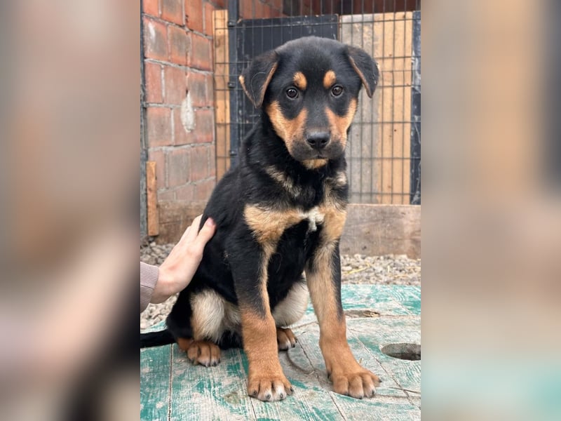 Jumbo ❤️ lieb, sozial & so verschmust!