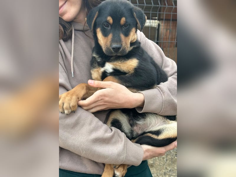 Jumbo ❤️ lieb, sozial & so verschmust!