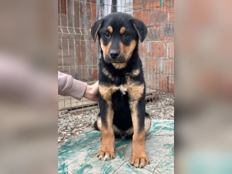 Jumbo ❤️ lieb, sozial & so verschmust!